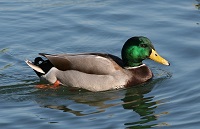 Urban waterfowl are important seed dispersers for native and alien plants