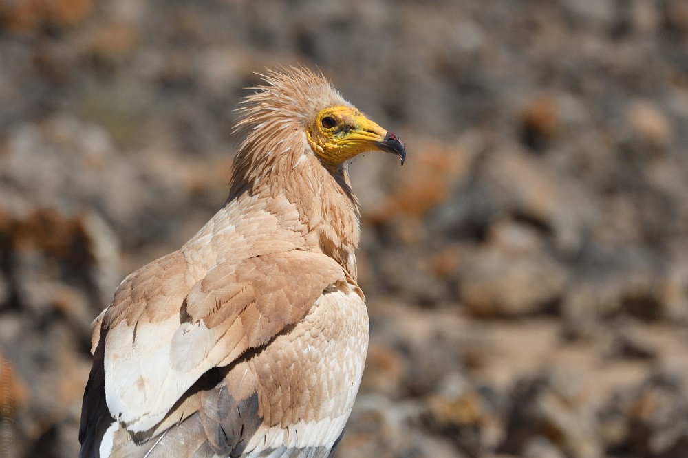 Canary Egyptian vulture. / Manuel de la Riva