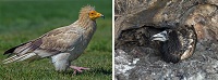 Egyptian vultures breed more males in the Canary Islands than on the Iberian Peninsula