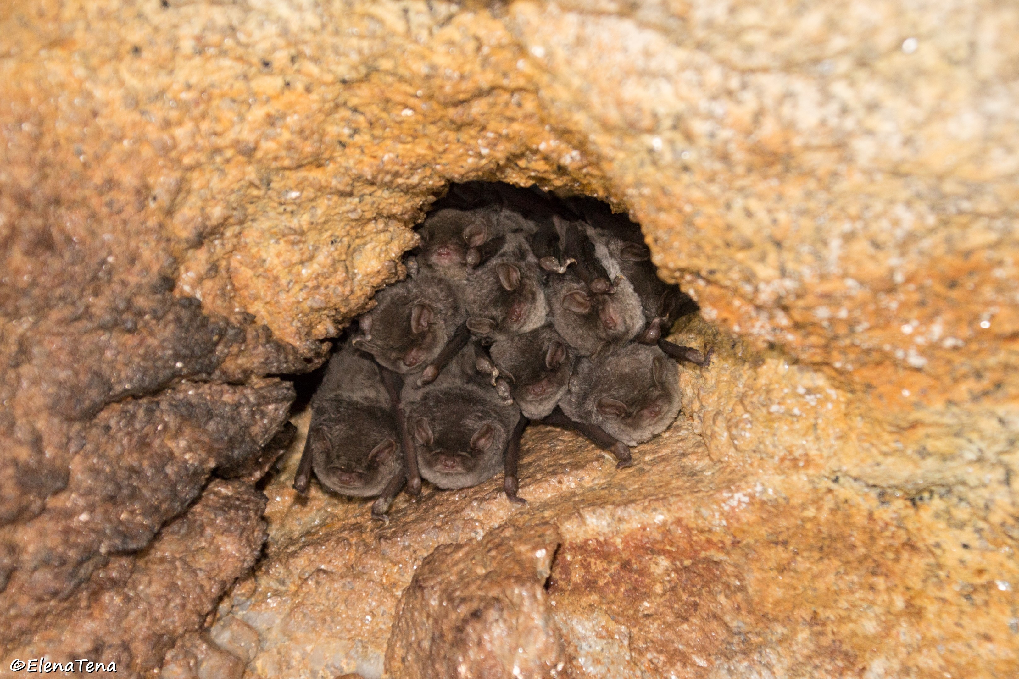 Colonia de murciélago de cueva. Foto: Elena Tena