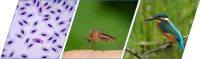 La Estación Biológica de Doñana participa en la Wildlife Malaria Network (WIMANET)
