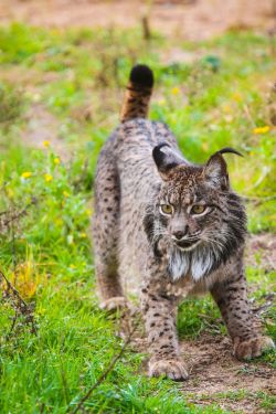 Iberian lynx hybridized with Eurasian lynx over the last few thousand years