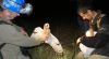 The amazing nomadic lifestyle of the short-eared owl