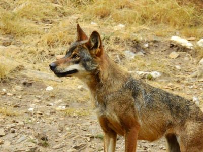 CSIC researchers detect great variation in inbreeding within the Iberian wolf population