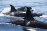 Los contaminantes en orcas y delfines mulares preocupan a la comunidad científica europea