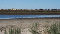 La evidencia científica es contundente: la explotación del acuífero está causando graves impactos en Doñana