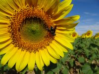 Enhacing pollinator conservation through landscape heterogeneity