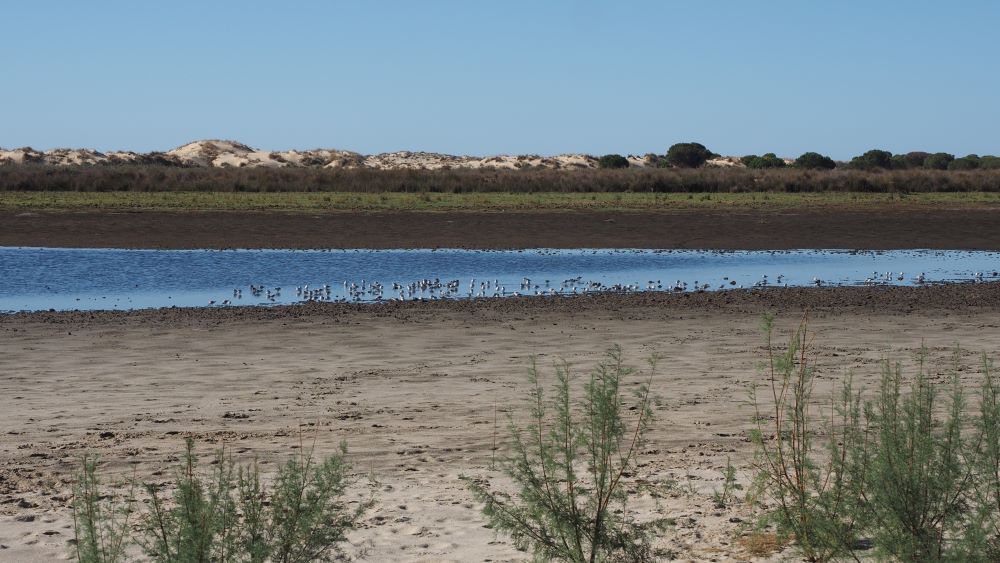Aves descansando en la laguna de Santa Olalla. // Carlos Ruiz, EBD – CSIC