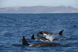 Las orcas del Estrecho de Gibraltar son diferentes