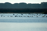 Reduced avian diversity in artificial wetlands