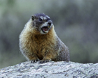 The effect of body size and habitat on the evolution of alarm vocalizations in rodents