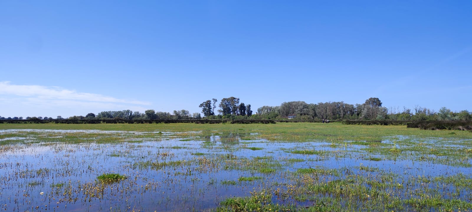 State of the marsh in the area of Fuente del Duque. Photo: Marta Alonso / EBD-CSIC
