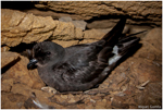 Oceanographic drivers and mistiming processes shape breeding success in a seabird