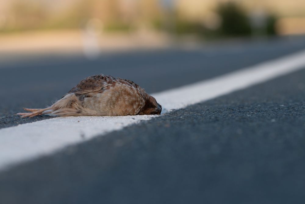 Codorniz común atropellada en una carretera de la provincia de Sevilla // Foto: Jacinto Román
