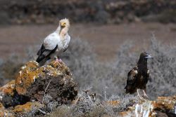 Blood lead levels in an endangered vulture species decreased following restrictions on hunting practices