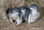 Waddling on the dark side: ambient light affects attendance behavior of little penguins