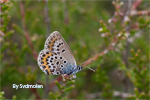 Effect of habitat quality on flying patterns of the butterfly Plebejus argus