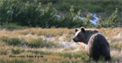 Environmental and anthropogenic drivers of brown bear damage
