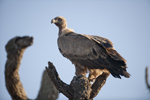 Potential threat to Eurasian griffon vultures in Spain from veterinary use of the drug diclofenac