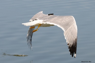 Feathered Detectives: Real-Time GPS Tracking of Scavenging Gulls Pinpoints Illegal Waste Dumping