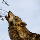 Ancient intercontinental dispersals of grey wolves according to mitochondrial genomes