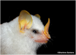 Tropical bat as mammalian model for skin carotenoid metabolism