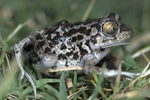 Early amphibian breeders coping with acidification