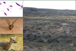 Detection of Leishmania 2000 km away from its known distribution in South America