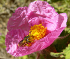 Dependencia total de una abeja en una única especie de flor