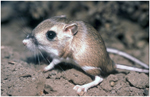 Lack of evolution of sexual size dimorphism in Heteromyidae (Rodentia)