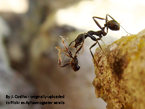Personality traits associated with ant colony productivity