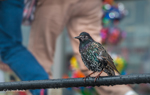 Evolutionary homogenization of bird communities in urban environments