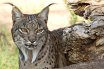 Extreme genomic erosion in the highly endangered Iberian lynx
