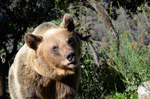 Consequences of brown bear viewing tourism: A review