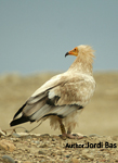 Survival and breeding success in Egyptian vulture