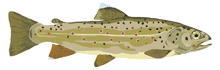 Historical citizen science to understand and predict climate-driven trout decline