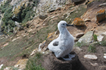 Bioquímica de los albatros ojerosos de las Islas Malvinas