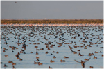 Espectacular invernada de aves acuáticas en las Marismas del Guadalquivir