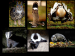 Living in the dark does not mean a blind life: bird and mammal visual communication in dim light