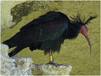 La cabeza desnuda del ibis eremita ejerce una función termorreguladora