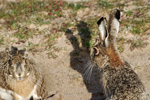 Population dynamics of the Iberian hare in Doñana