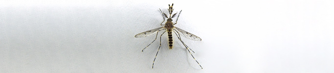 mosquito2