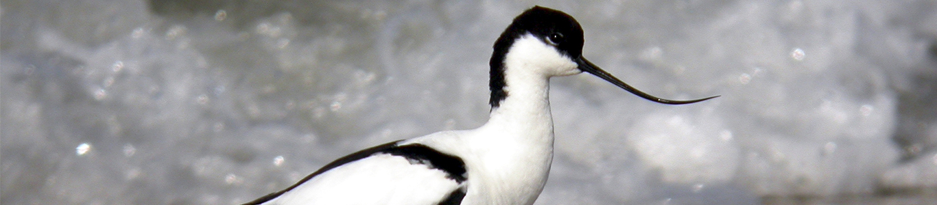 avoceta