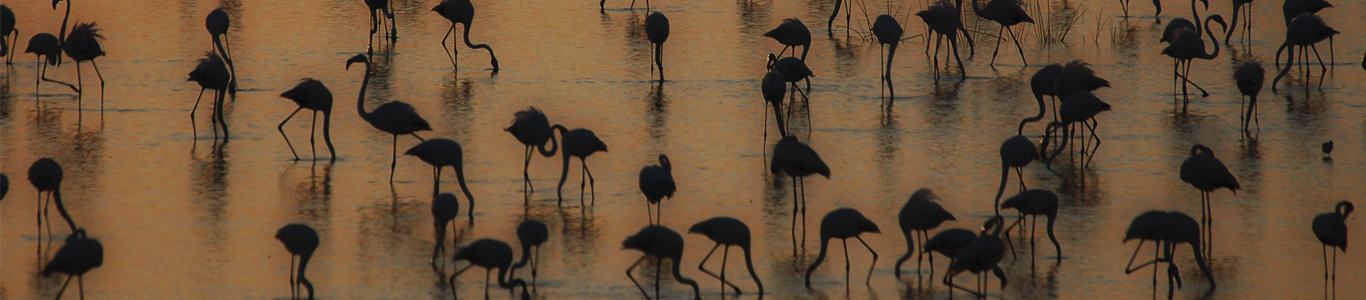 flamencos