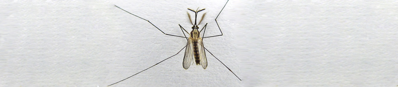 mosquito