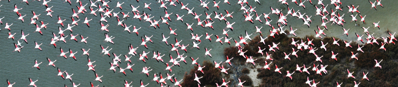 vuelo