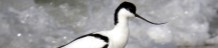 avoceta