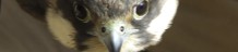 falco