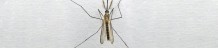 mosquito