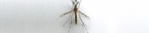 mosquito2